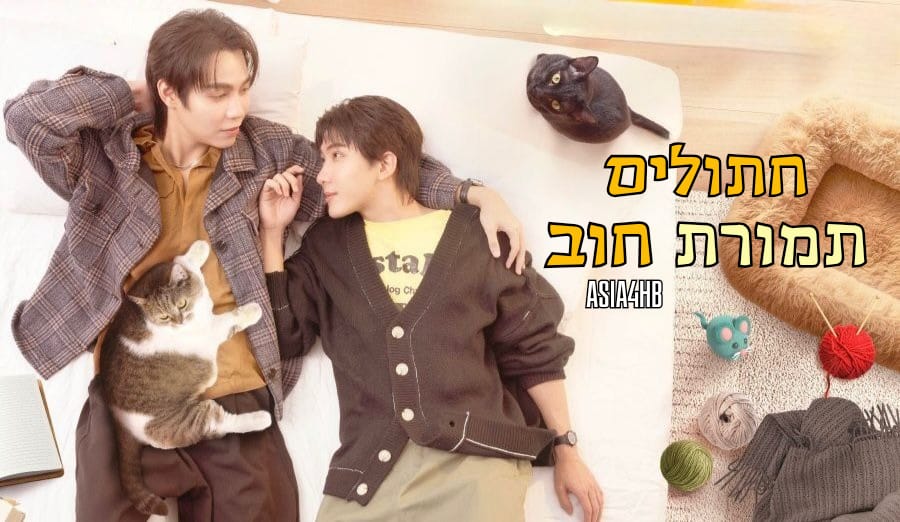 חתולים תמורת חוב